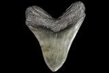 Large, Fossil Megalodon Tooth - Georgia #76458-2